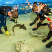 Junior Snorkel with Baby Sharks at Skegness Aquarium