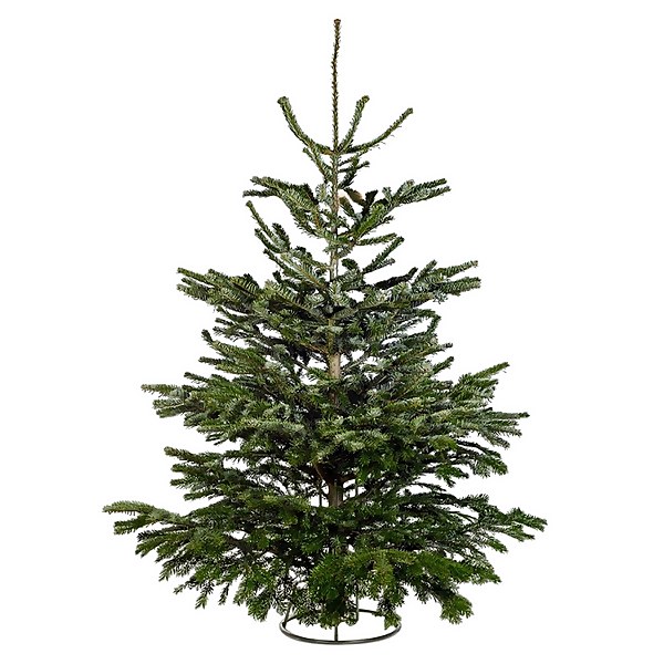 170 200cm 5.5 6.5ft Real Cut Nordman Fir Christmas Tree