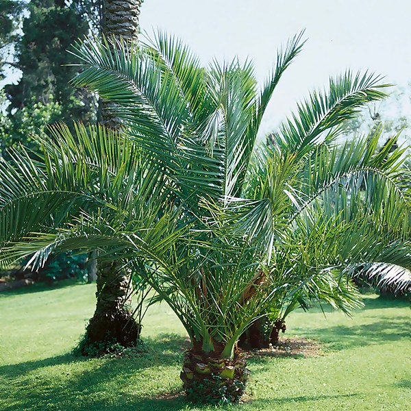 Canary palm store