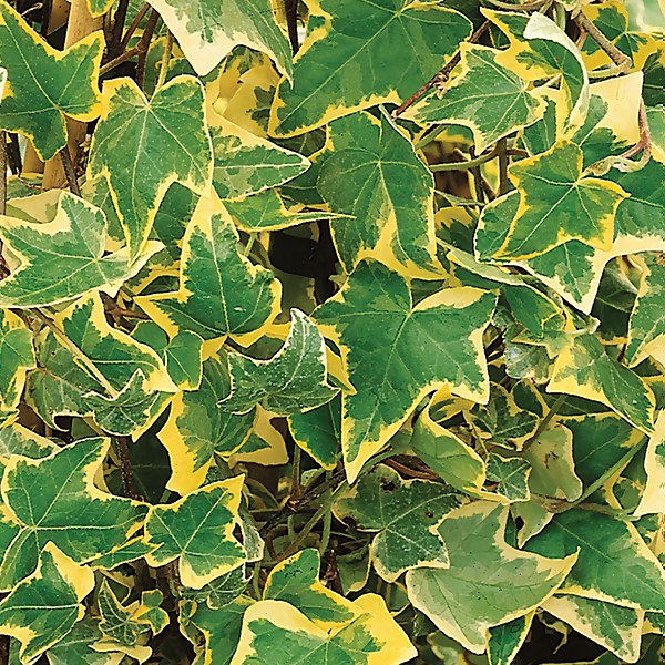 Variegated Ivy Care - Tips To Grow A Healthy Variegated Ivy Plant