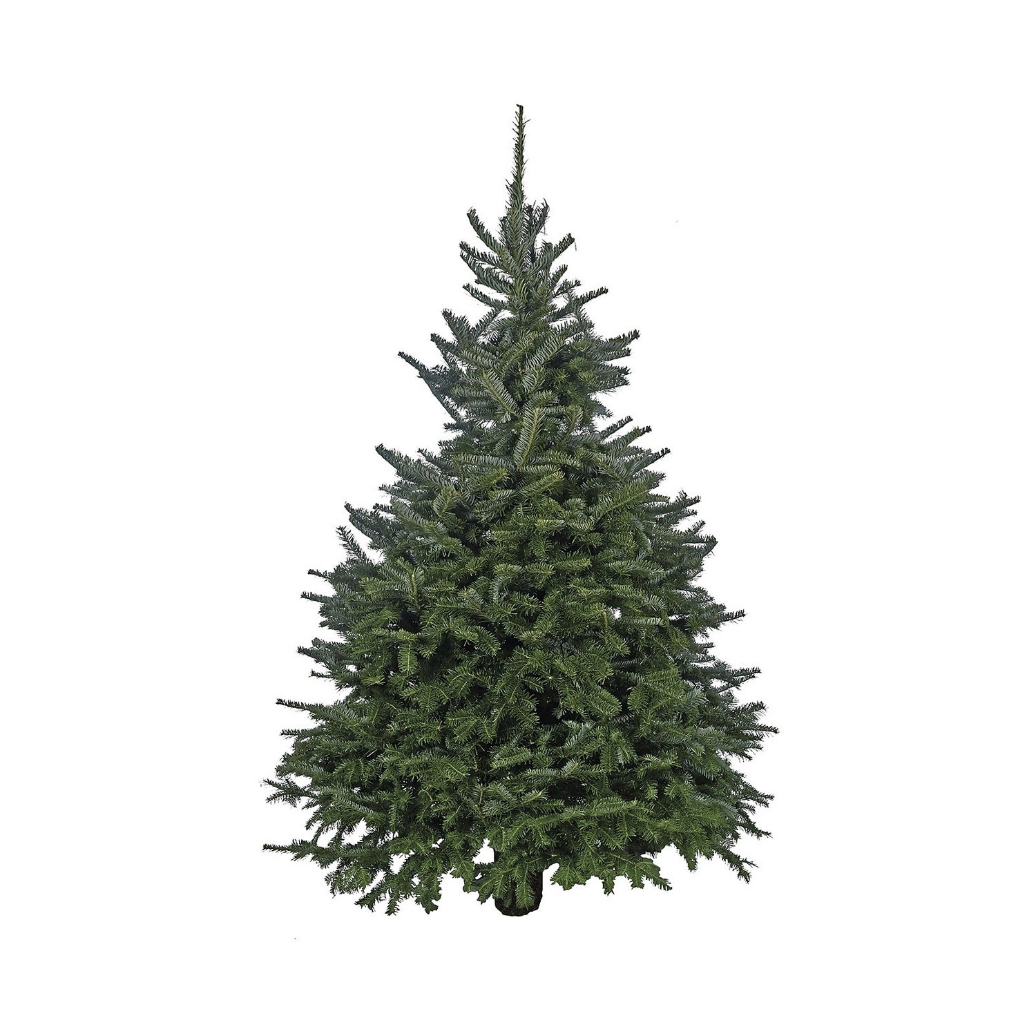 Homebase christmas trees real Clearance