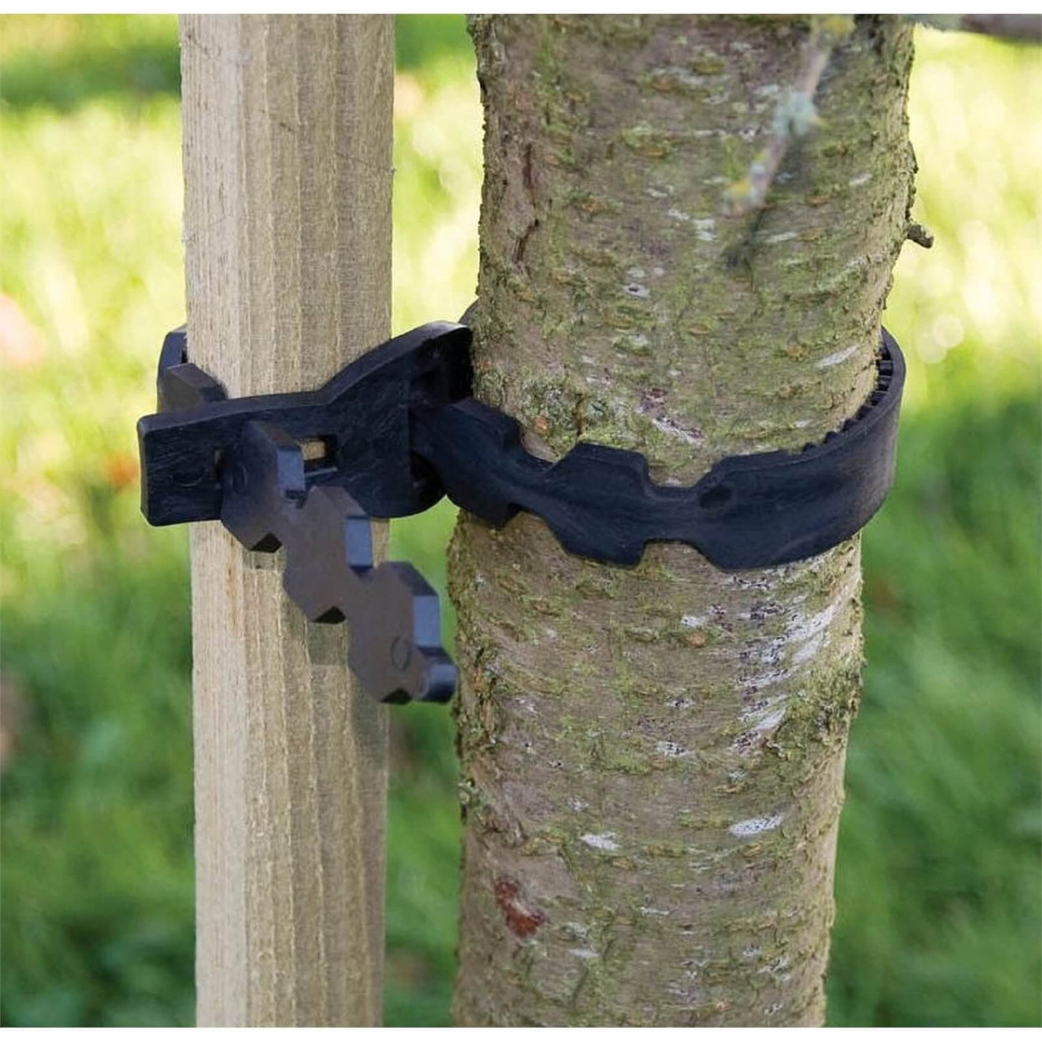 Tree straps 2025