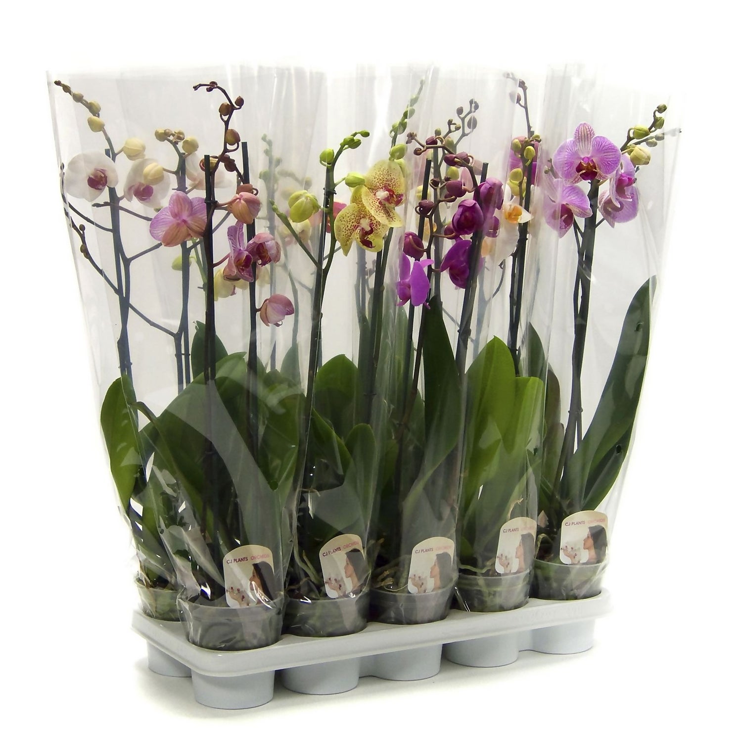 Phalaenopsis Orchid 12cm 2 Spike Homebase Phalaenopsis Orchid 12cm 2 Spike Homebase