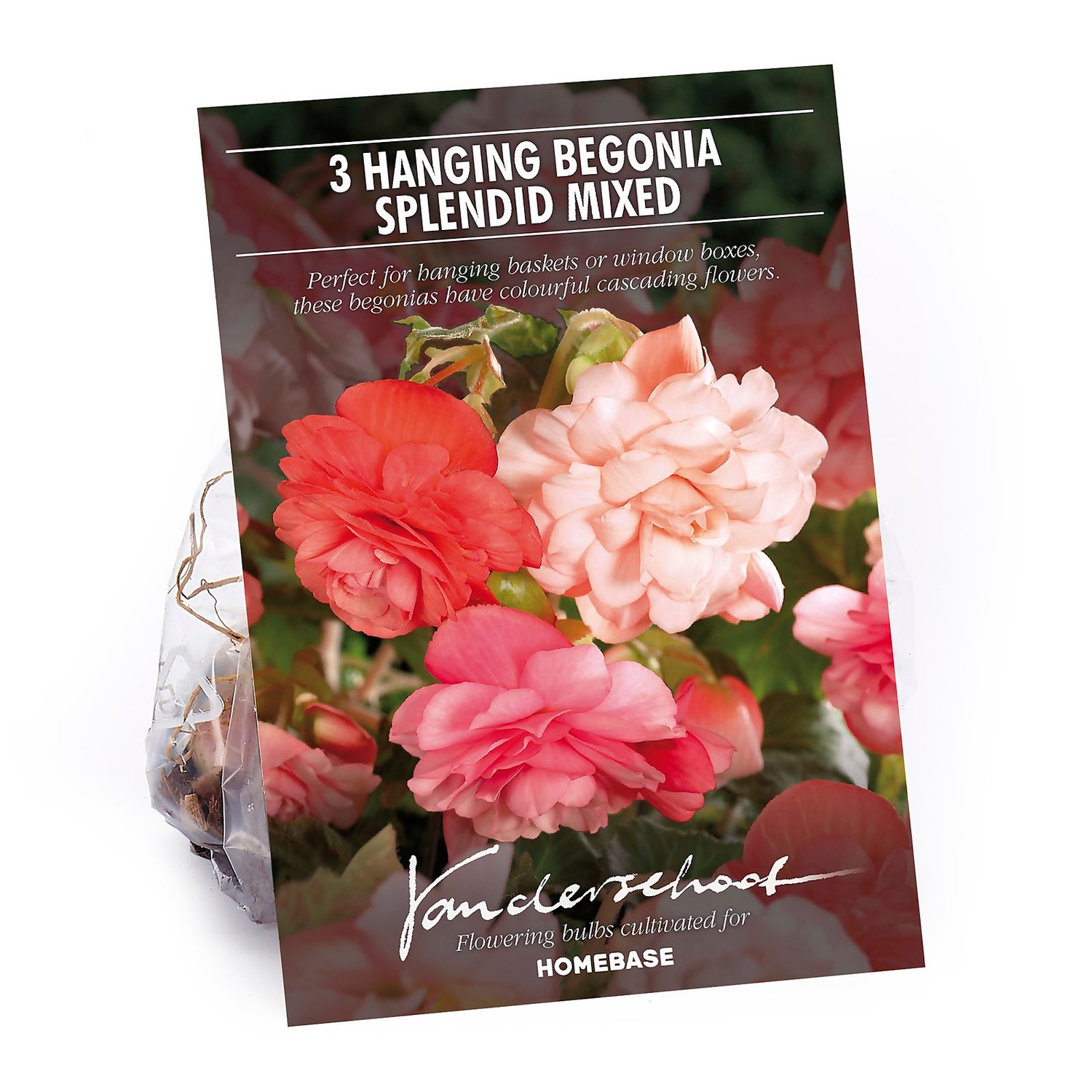 Hanging Begonia Splendid Mixed Flower Bulbs | Homebase