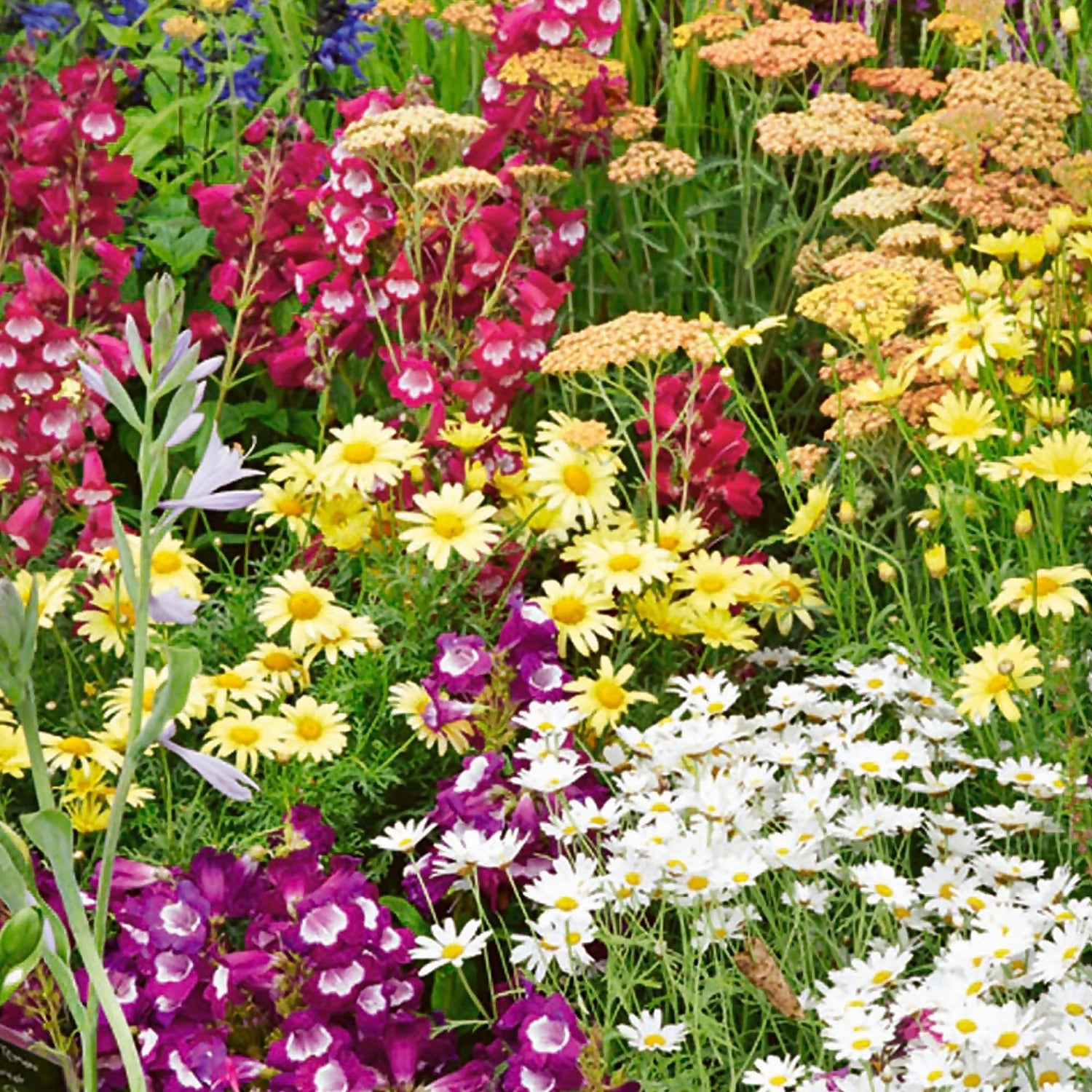 A Guide to Staking Plants and Training Perennials for the Best Blooms