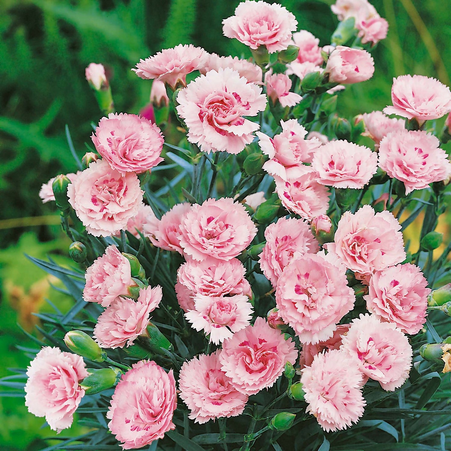 Dianthus perfume outlet
