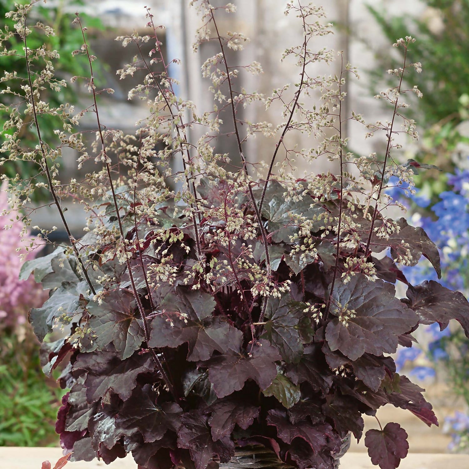 Heuchera palace purple deals