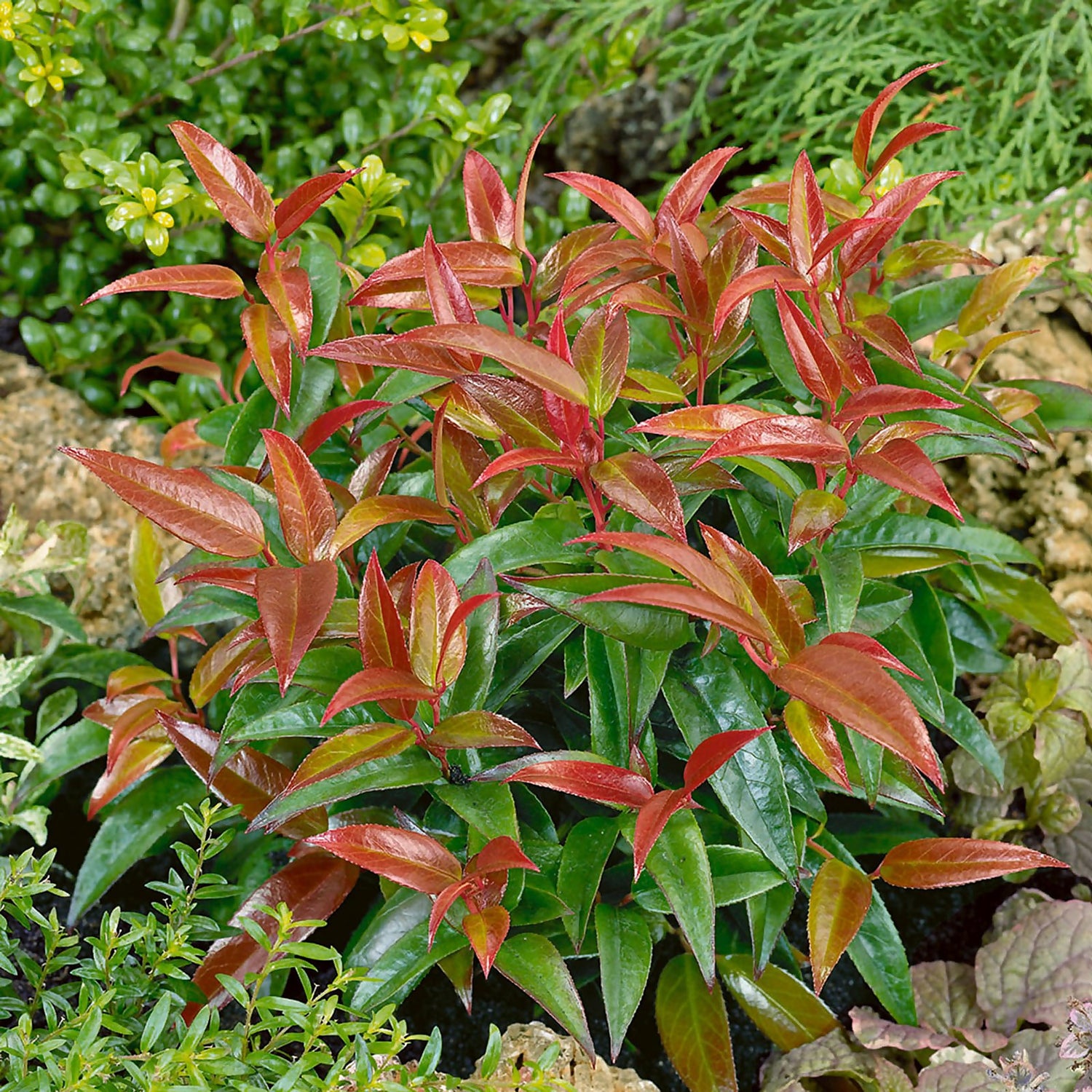 Homebase plants sale