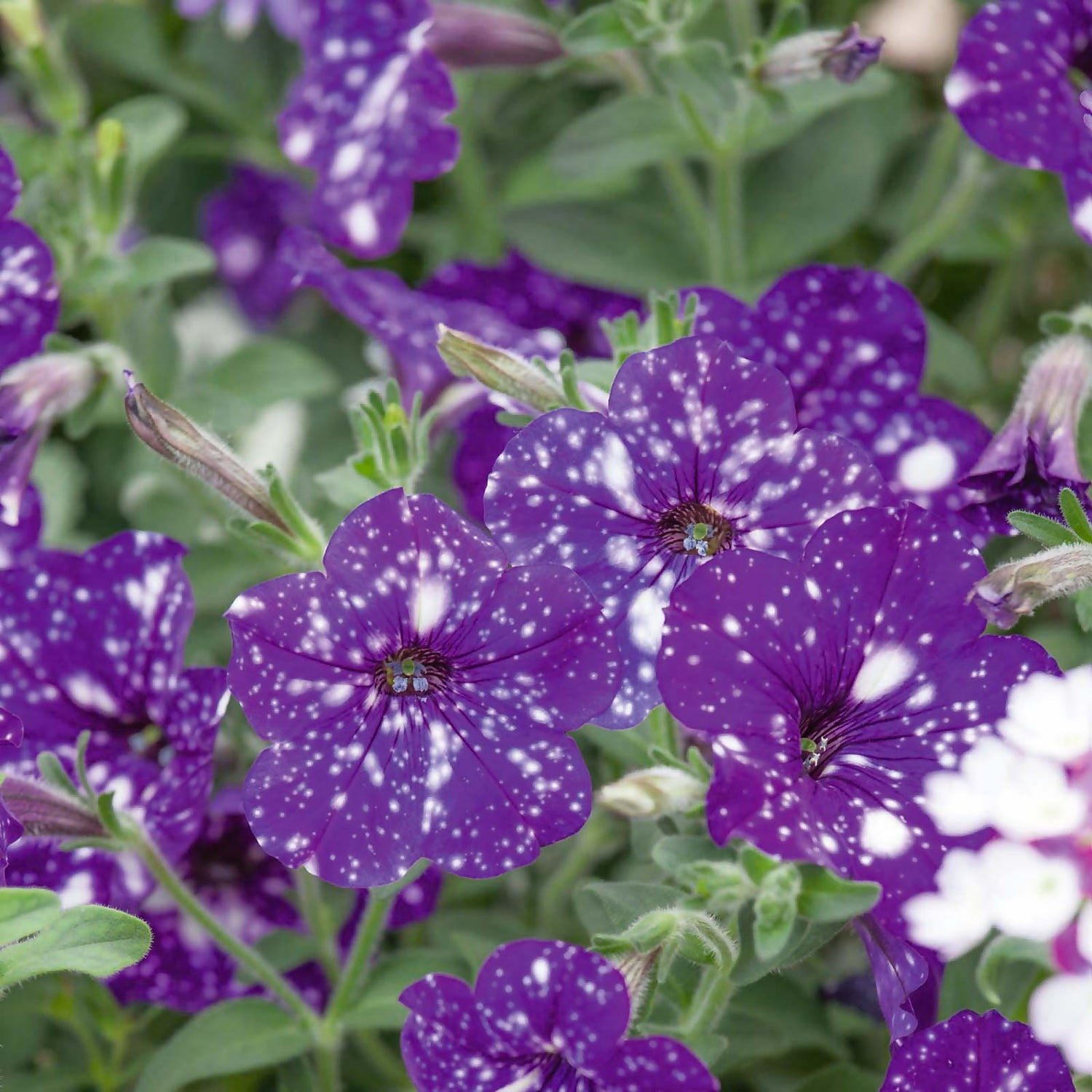 Petunia Nightsky 1l Homebase