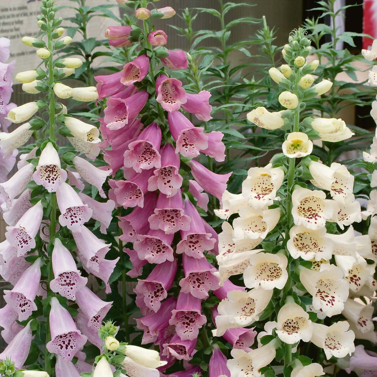 Digitalis Camelot Mixed Homebase Digitalis Camelot Mixed Homebase