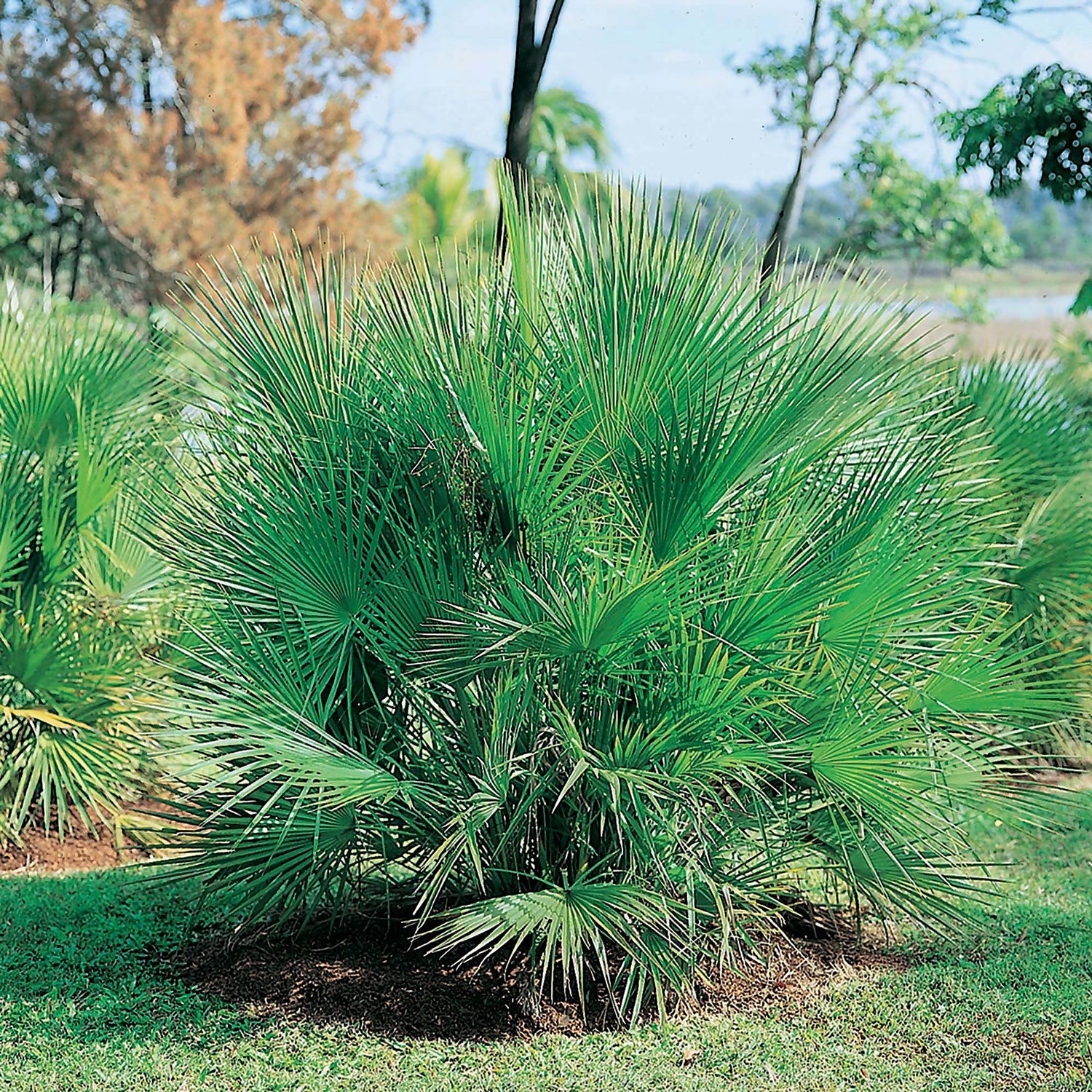 Dwarf palm online