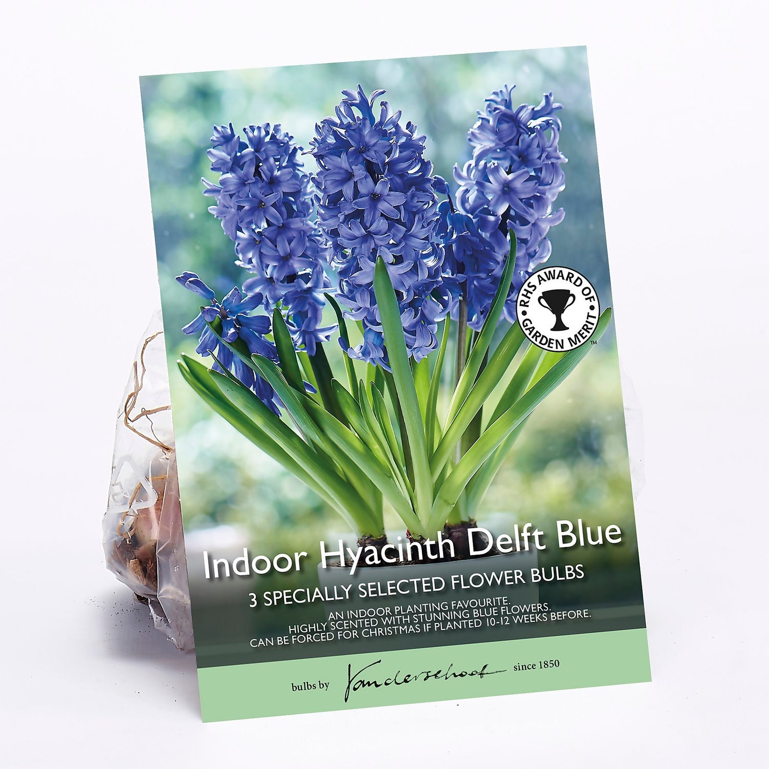 Indoor hyacinth outlet