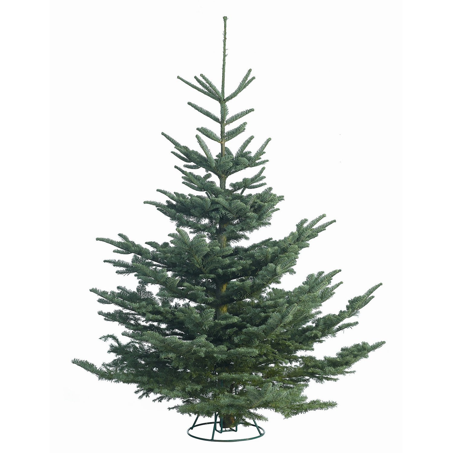 Noble fir christmas tree hotsell