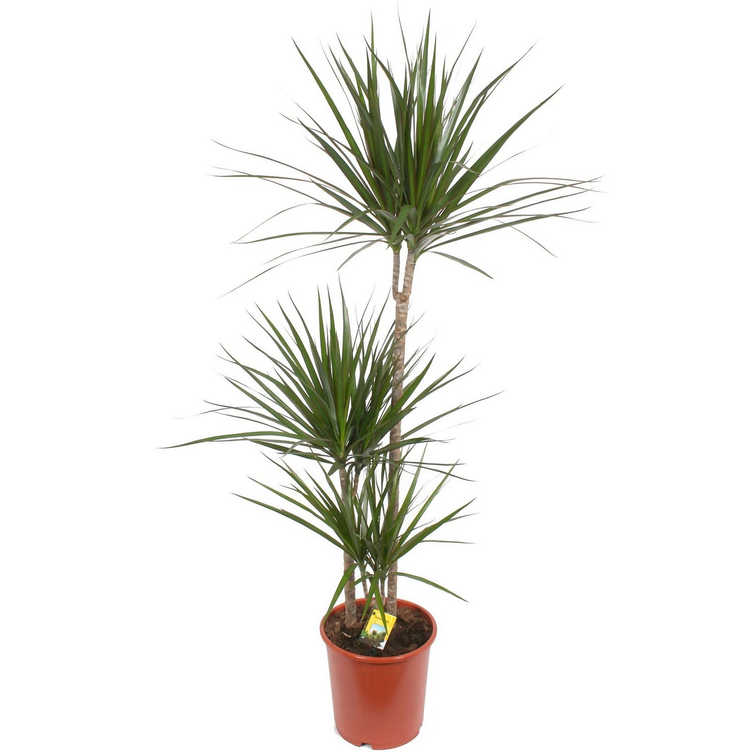 Homebase plants sale