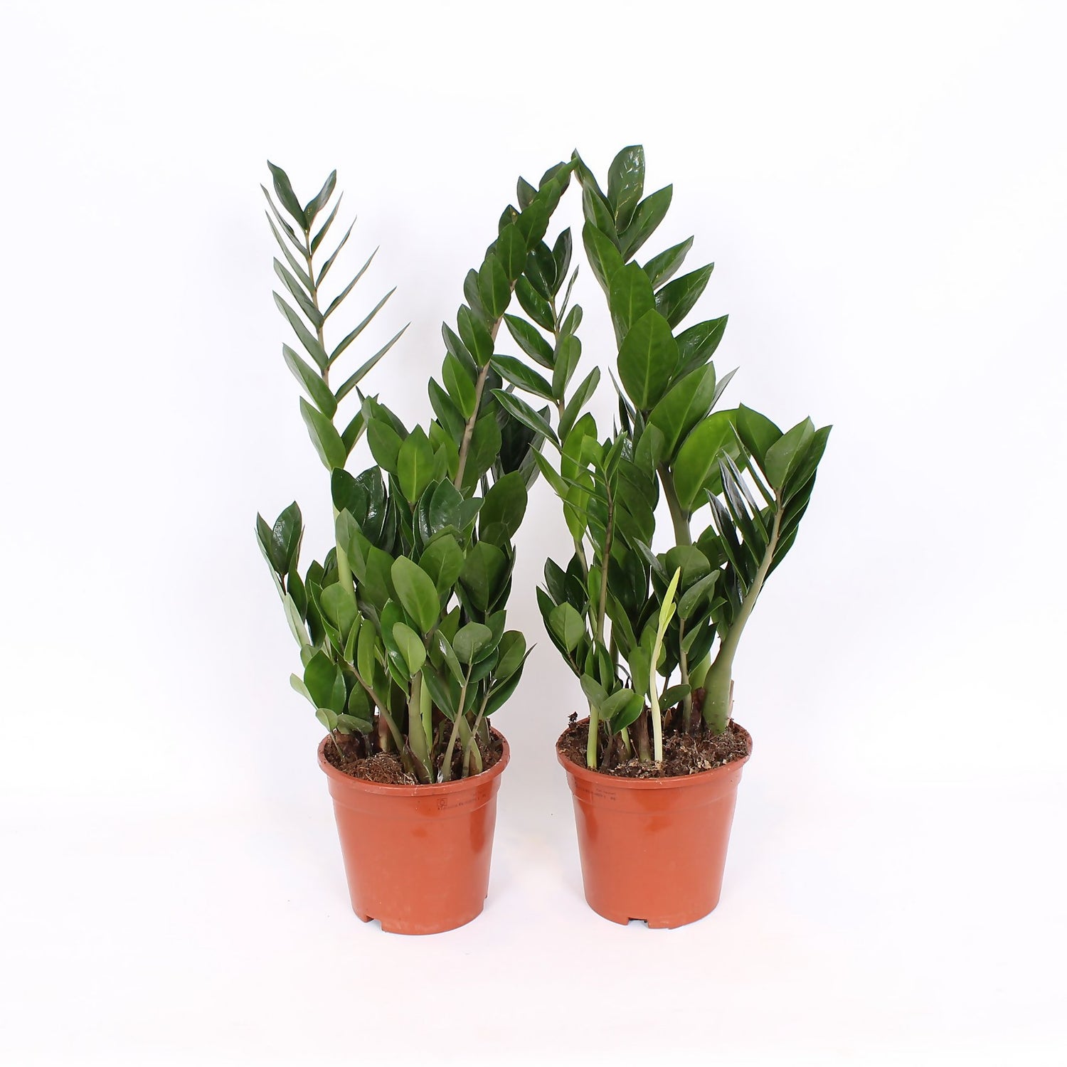 Homebase plants shop