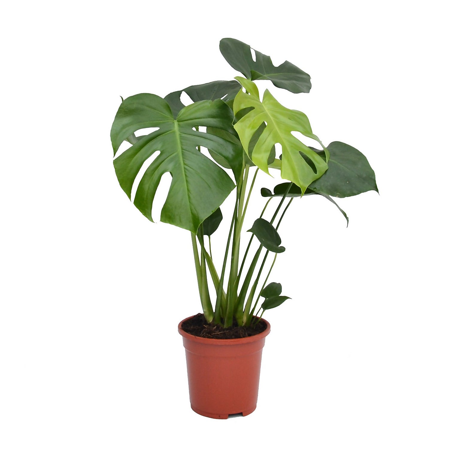 Homebase plants shop