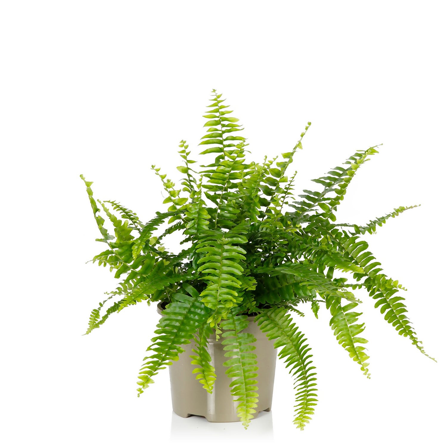 Homebase plants shop