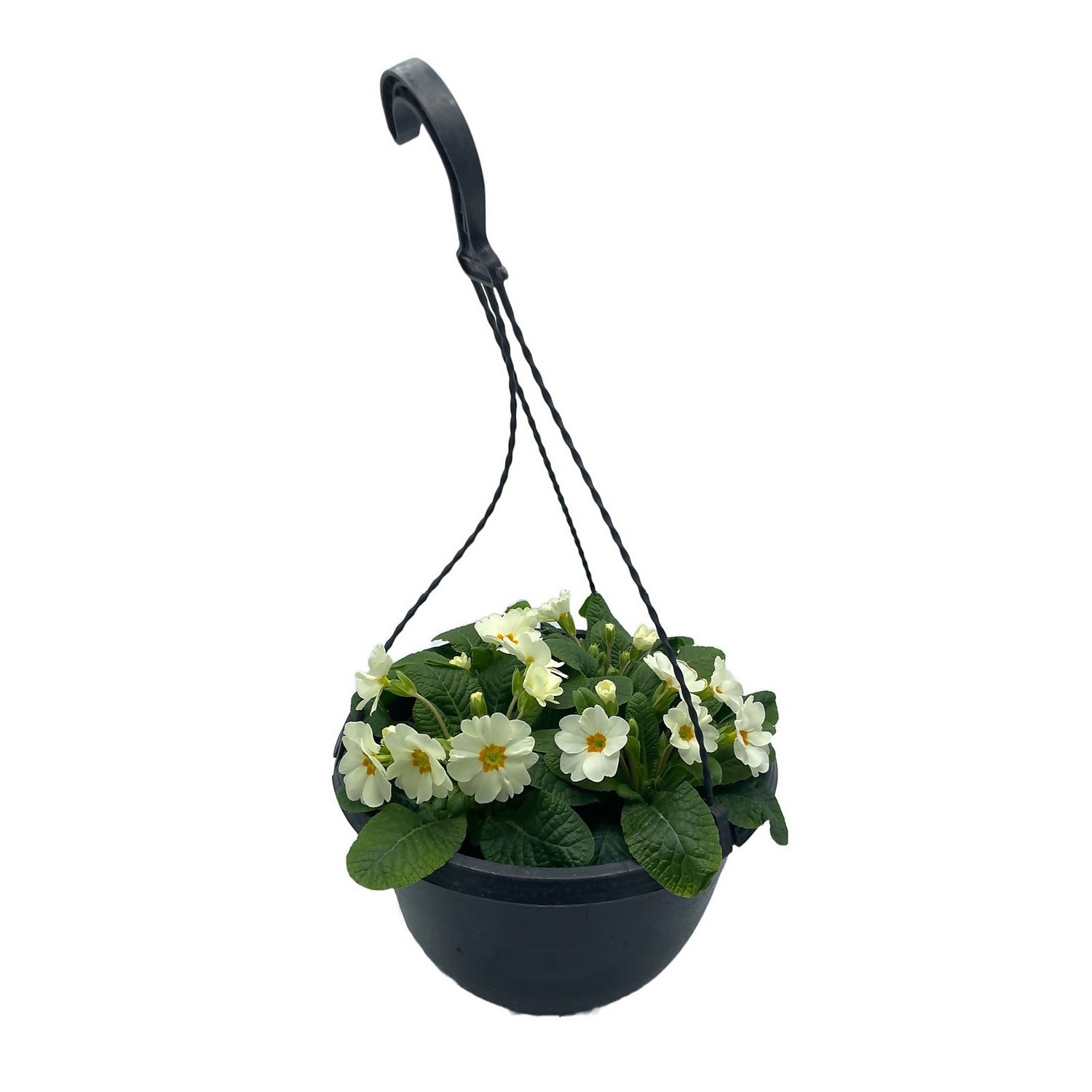 Homebase cheap hanging baskets