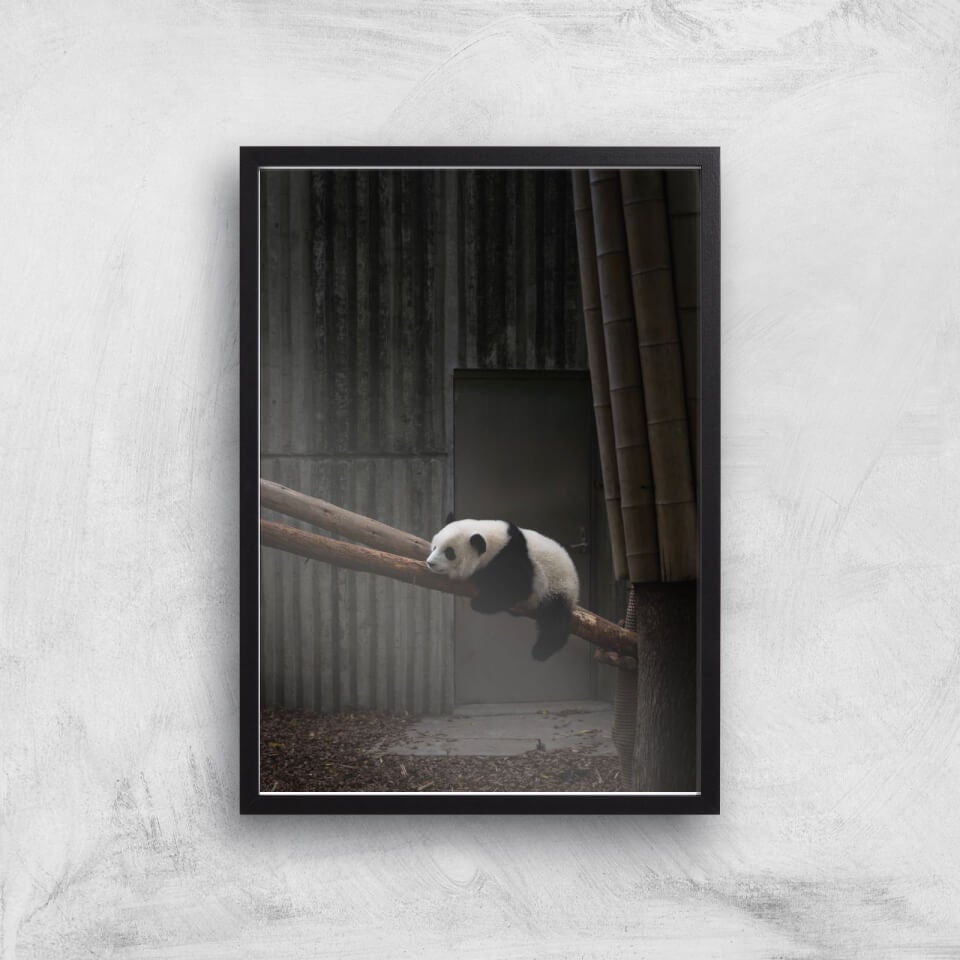 Getting Comfy Giclee Art Print