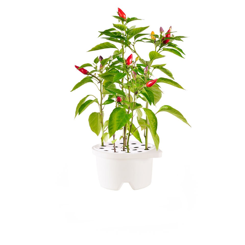 Red Hot Chili Pepper Plant Pods, 60% OFF