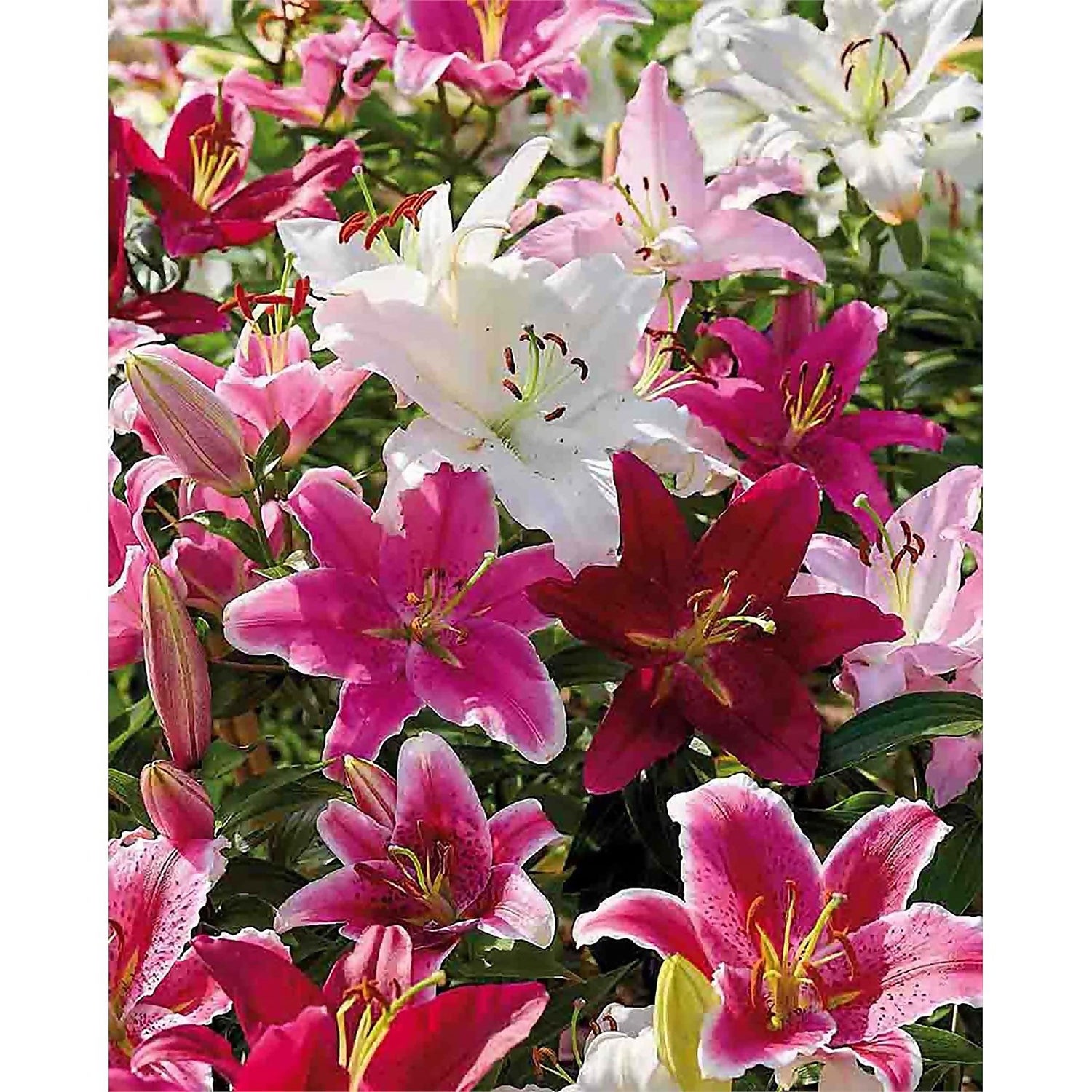 Mixed Lilies' Summer Bloom Bulbs Homebase
