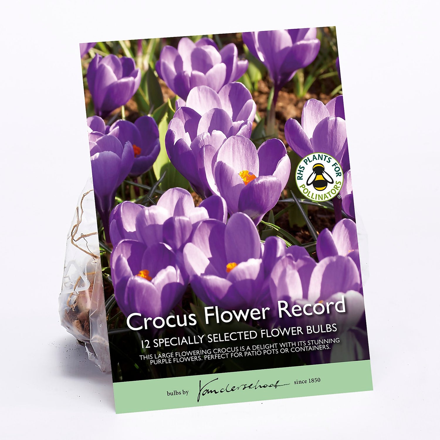 Crocus Flower Record Homebase