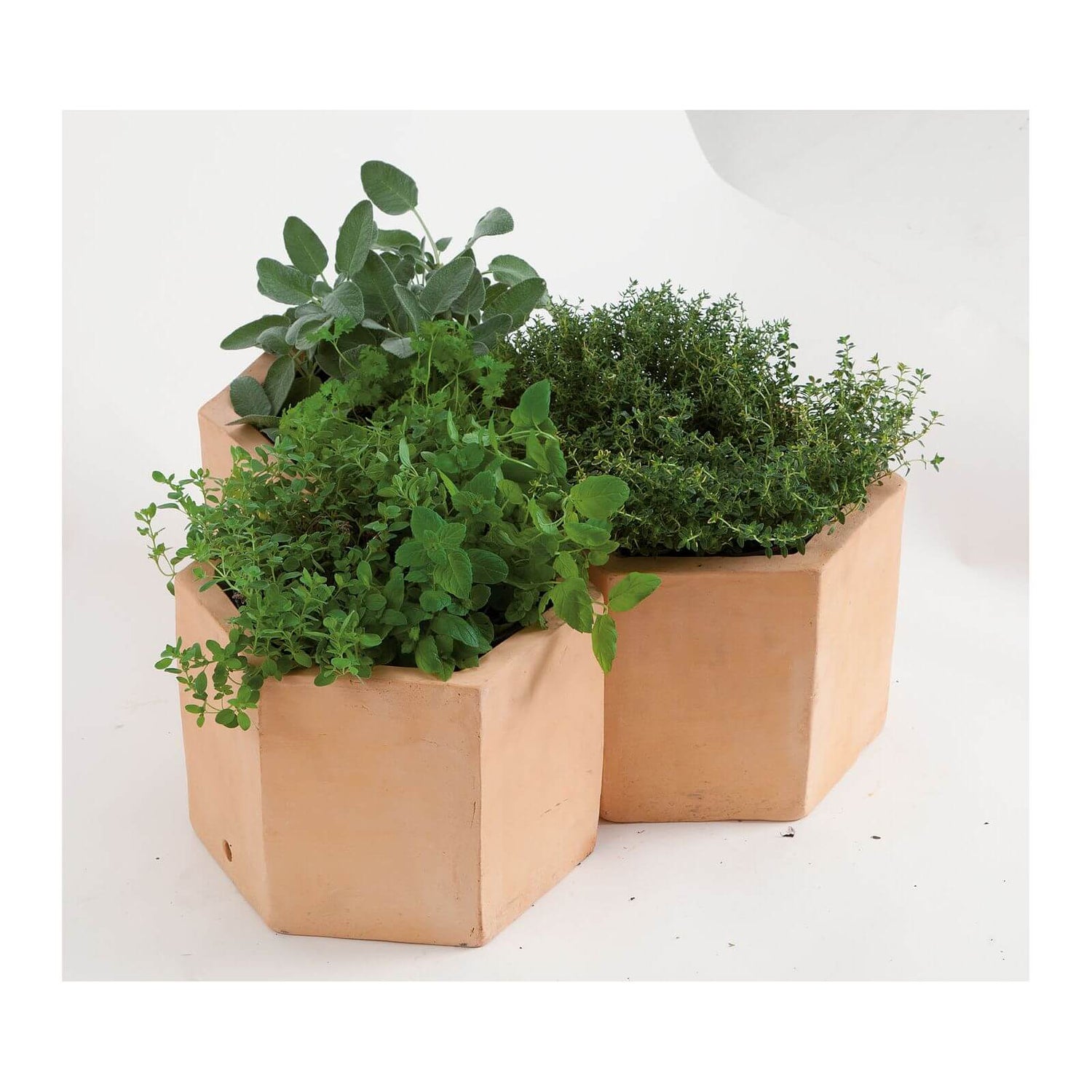 Hexagonal Terracotta Herb Pot 25cm Homebase