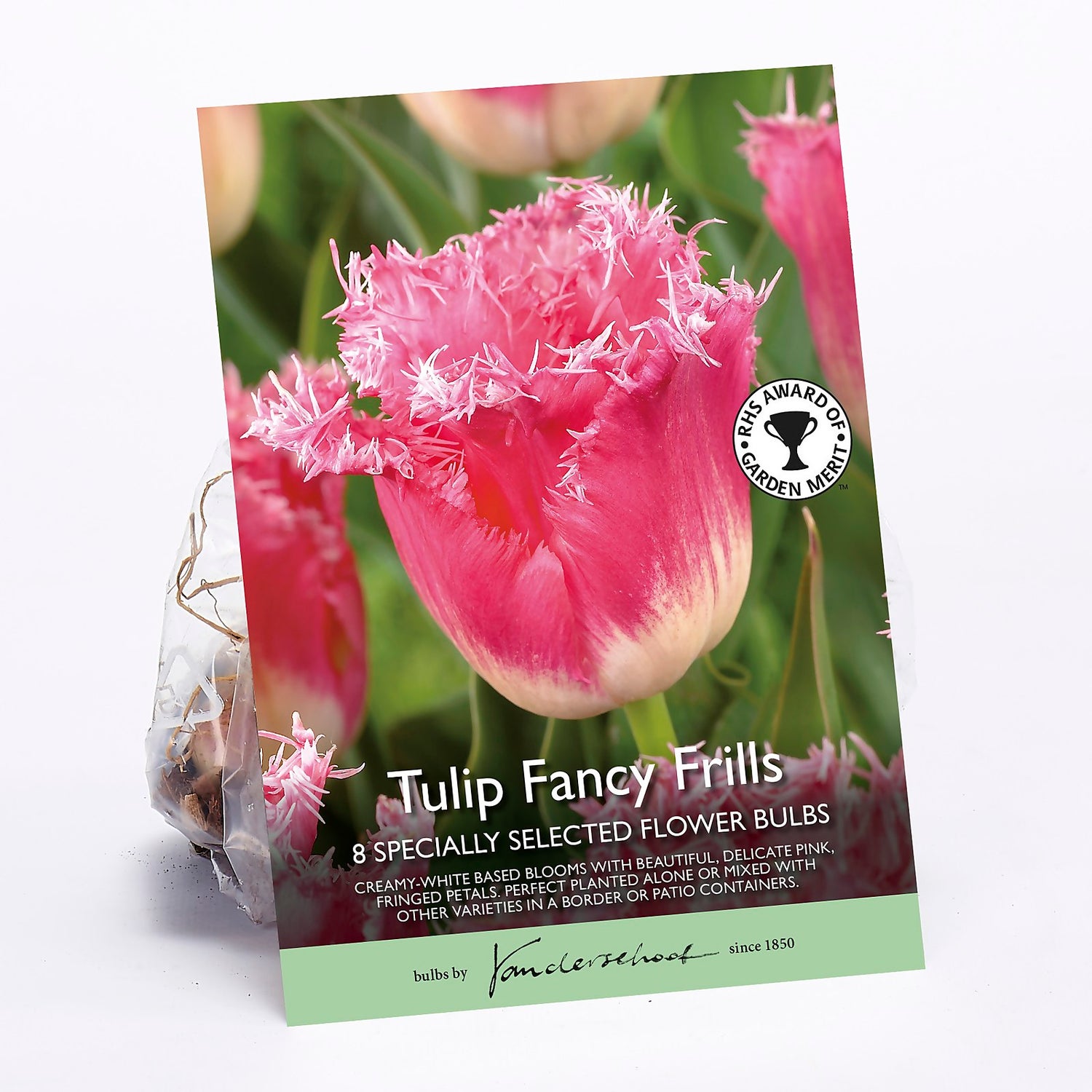 Tulip Fancy Frills Homebase