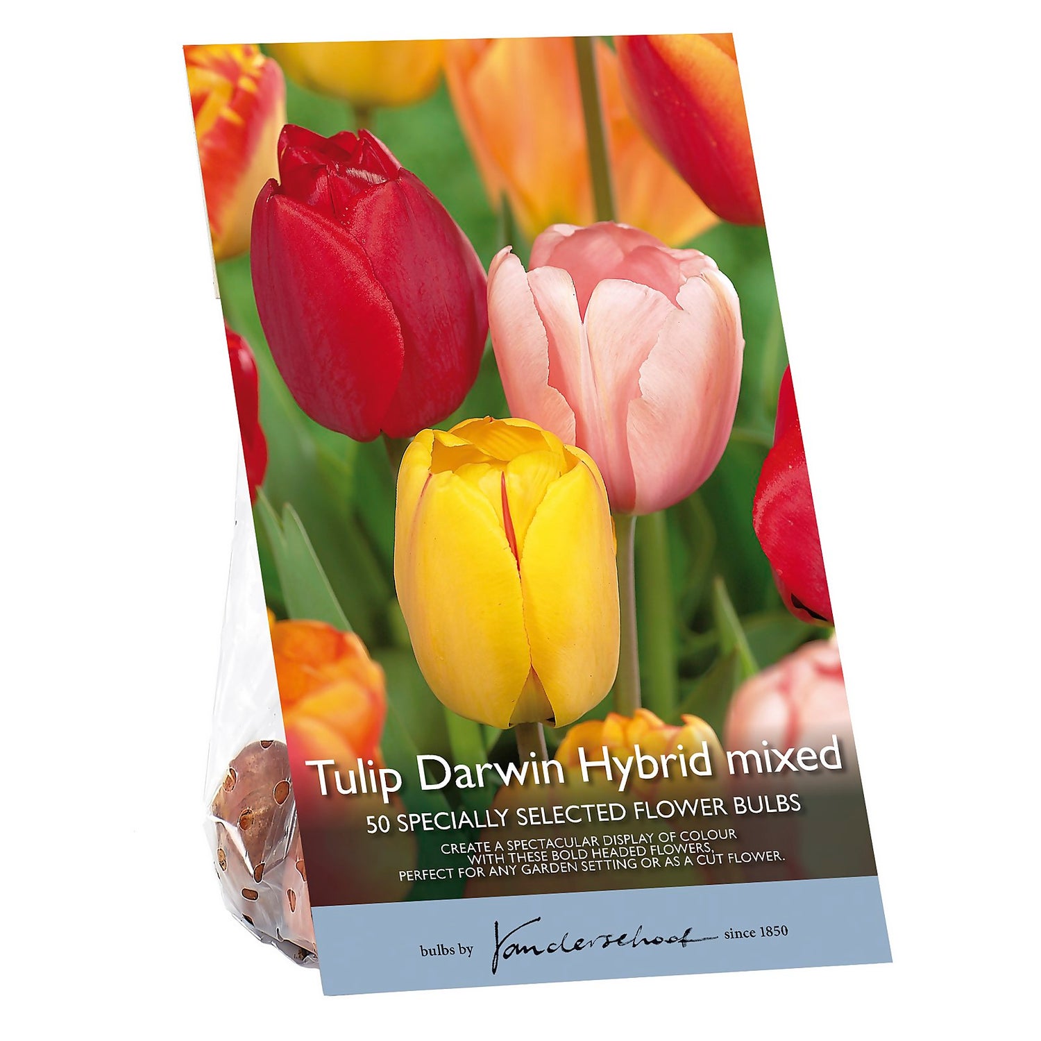 Tulip Darwin hybrid mixed Homebase