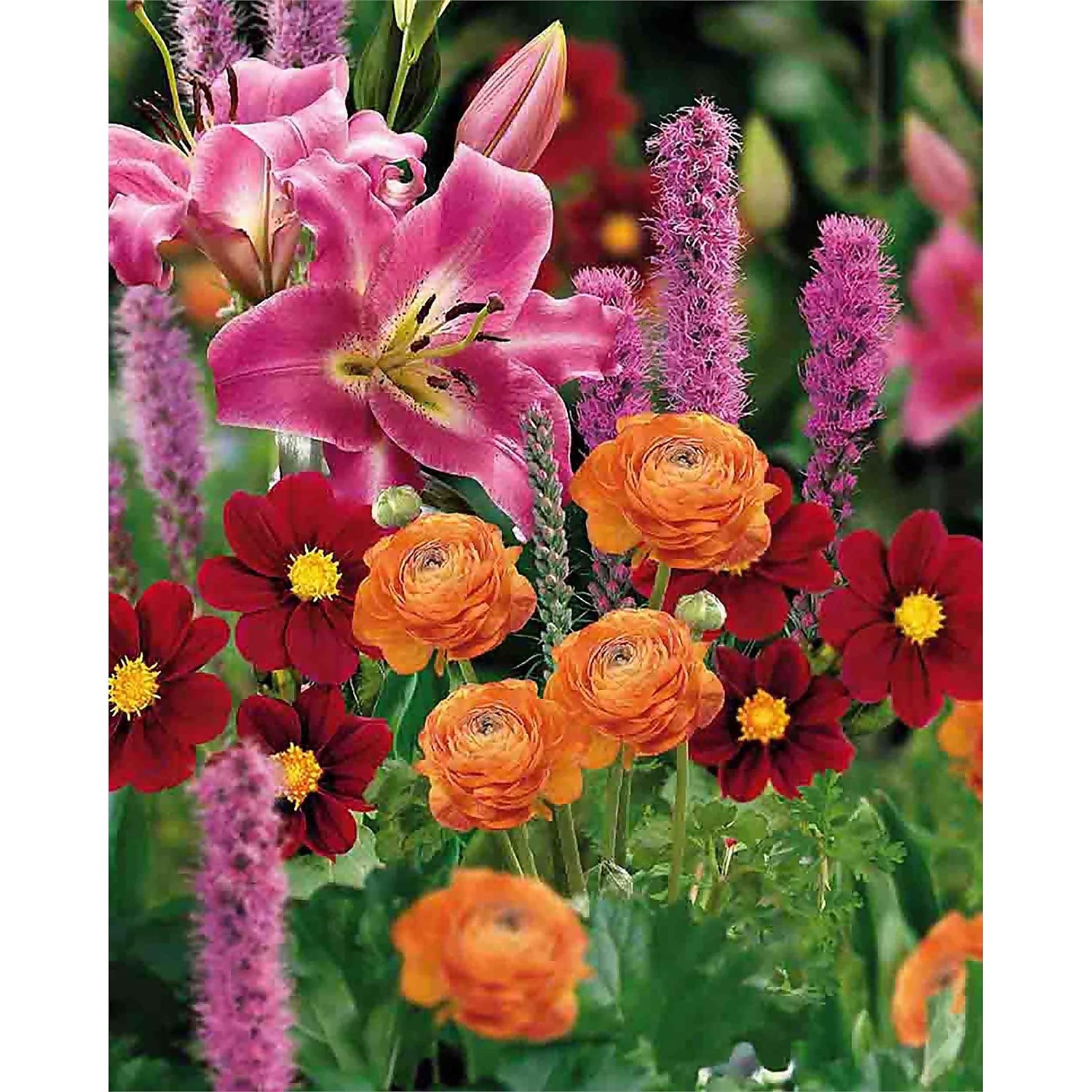 Polinator Collection Spring Bulbs Homebase