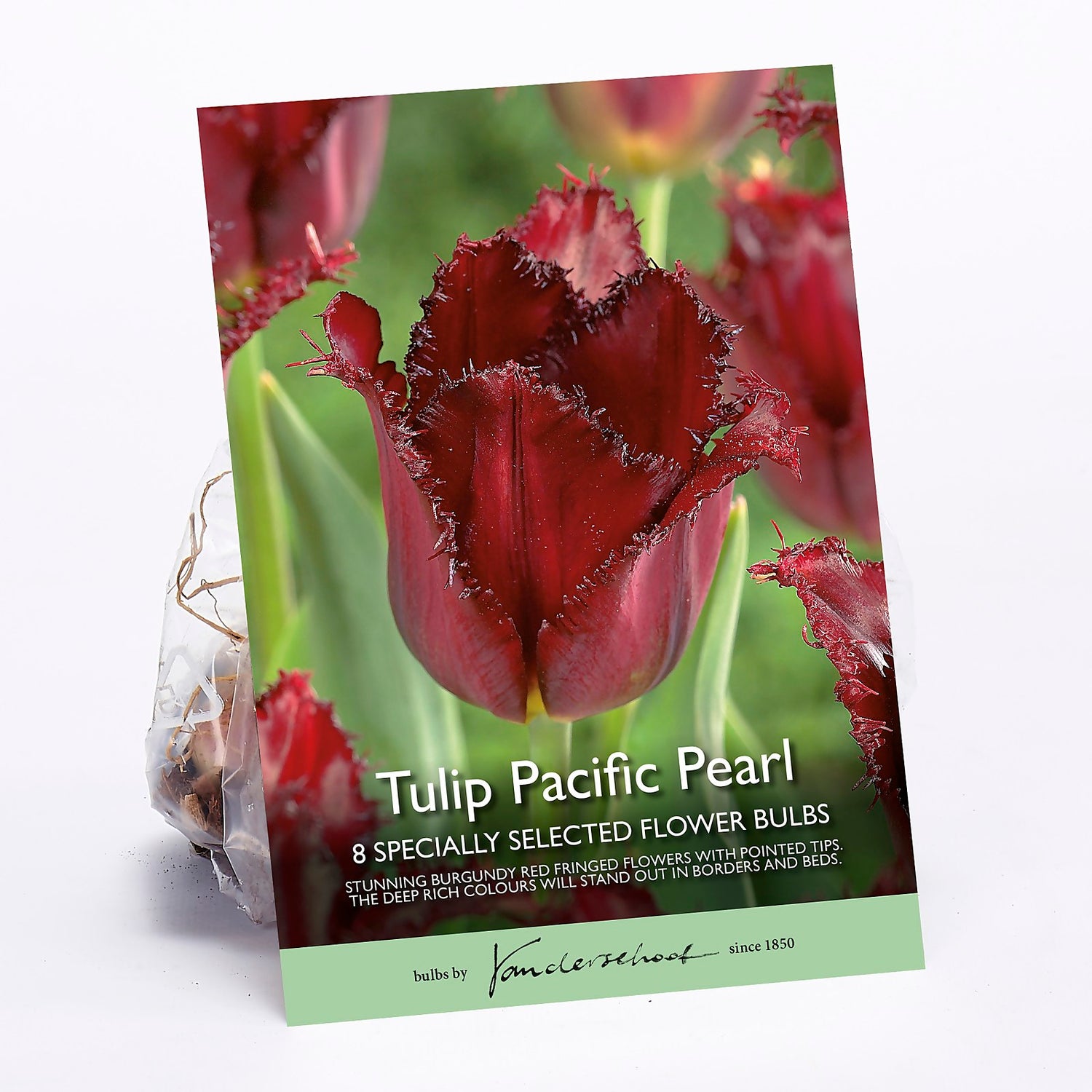 Tulip Pacific Pearl Homebase