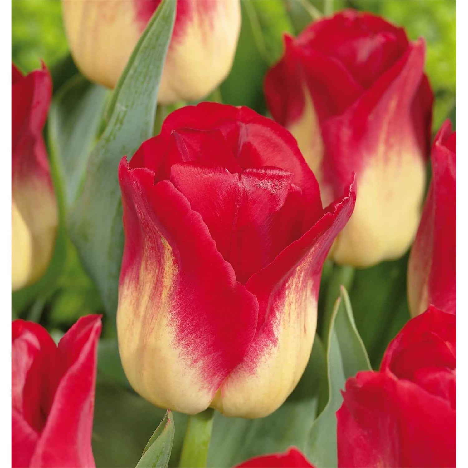 Tulip Match Homebase
