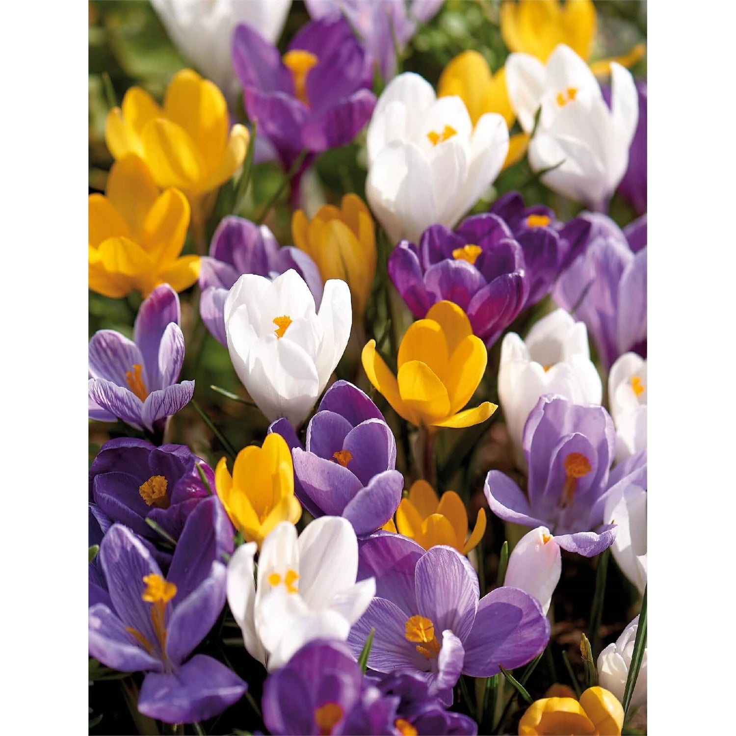Crocus vernus mixed Homebase