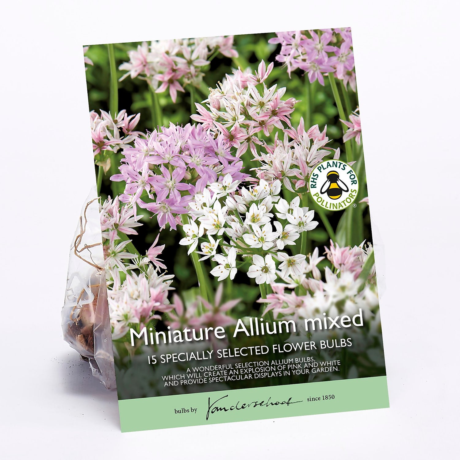 Allium Mixed Homebase