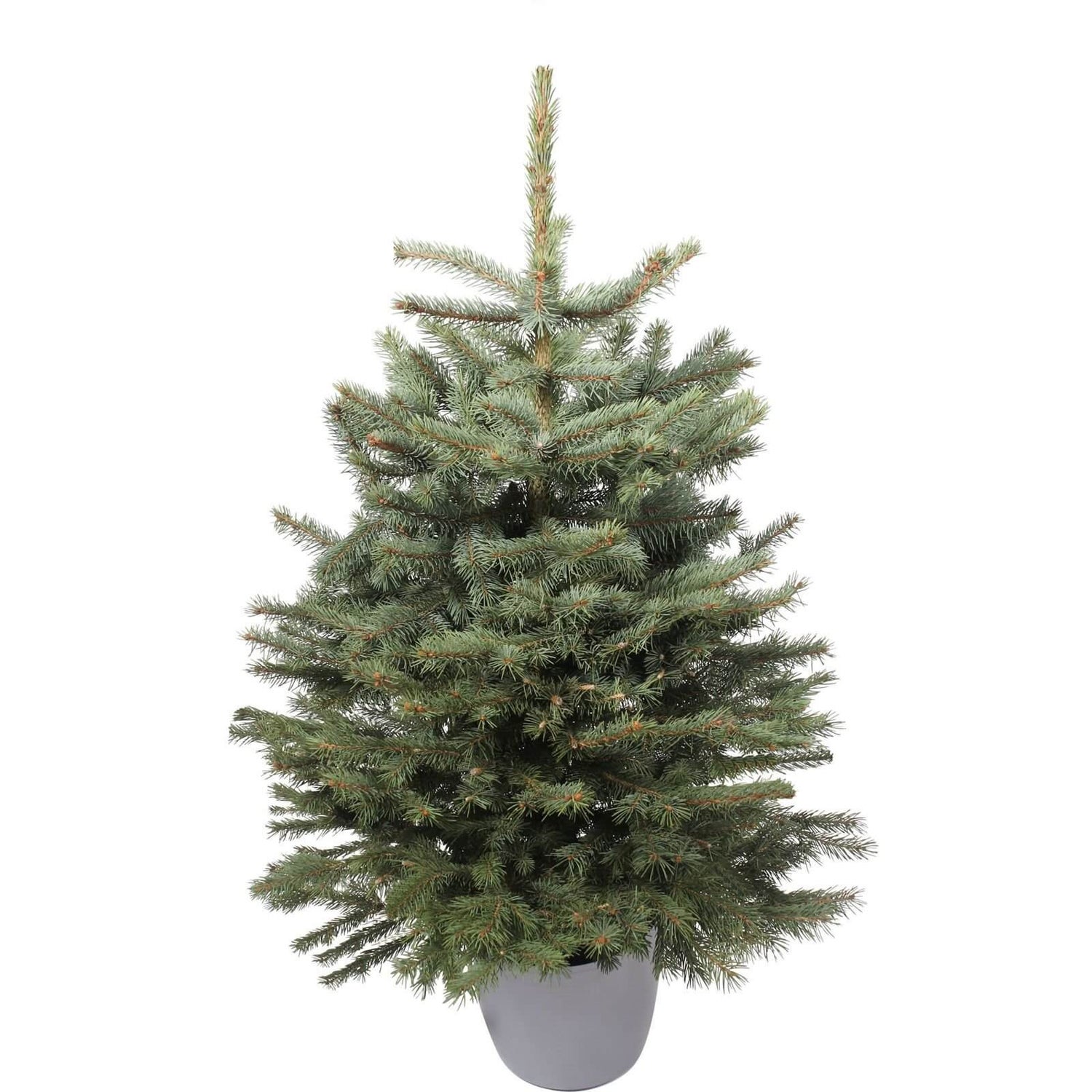 2.53ft Living Potted Blue Spruce Real Christmas Tree Homebase