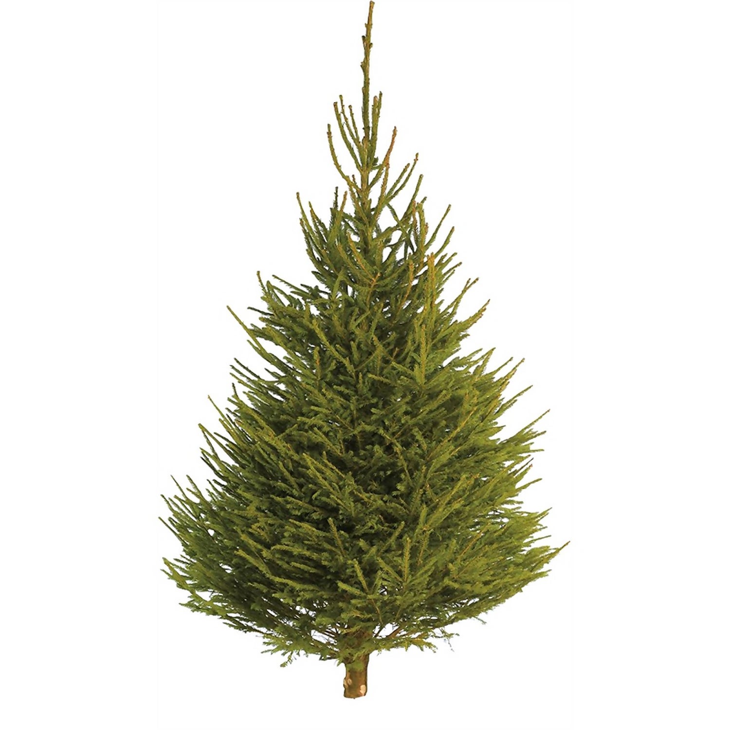 56ft Norway Spruce Real Cut Christmas Tree Homebase