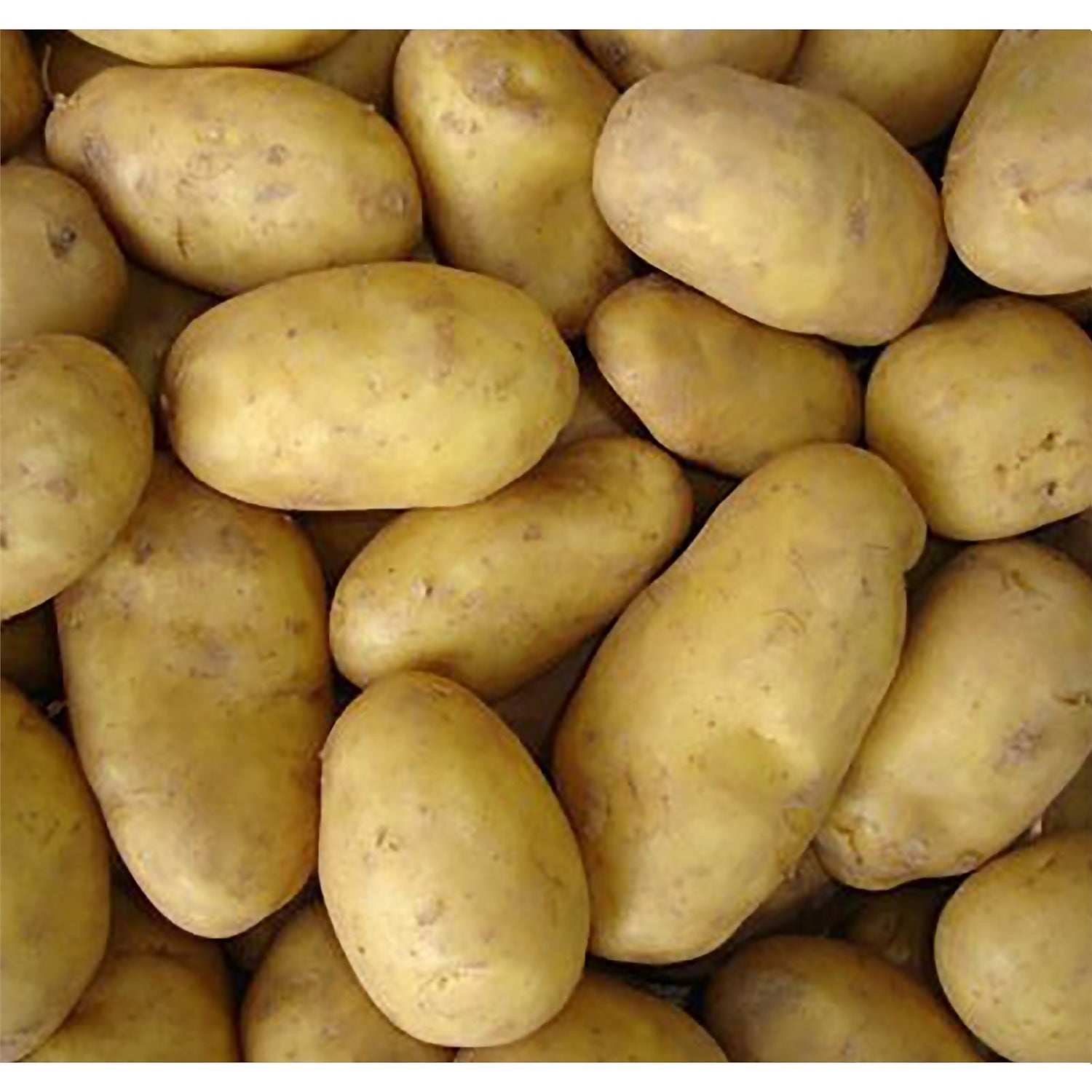  Charlotte Seed Potato 1 5kg Homebase