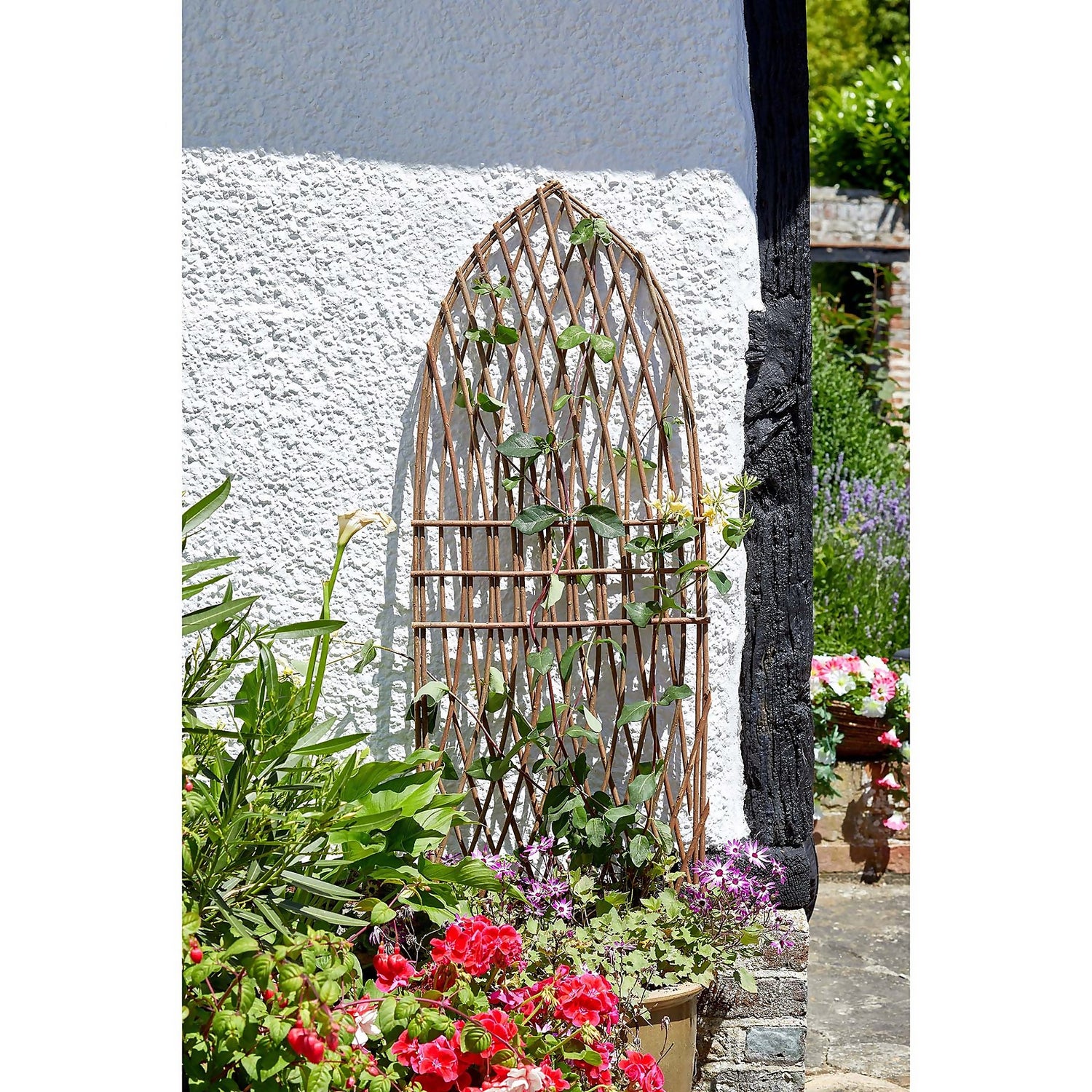 Minster Willow Trellis Point 1.8 X 0.6m Homebase