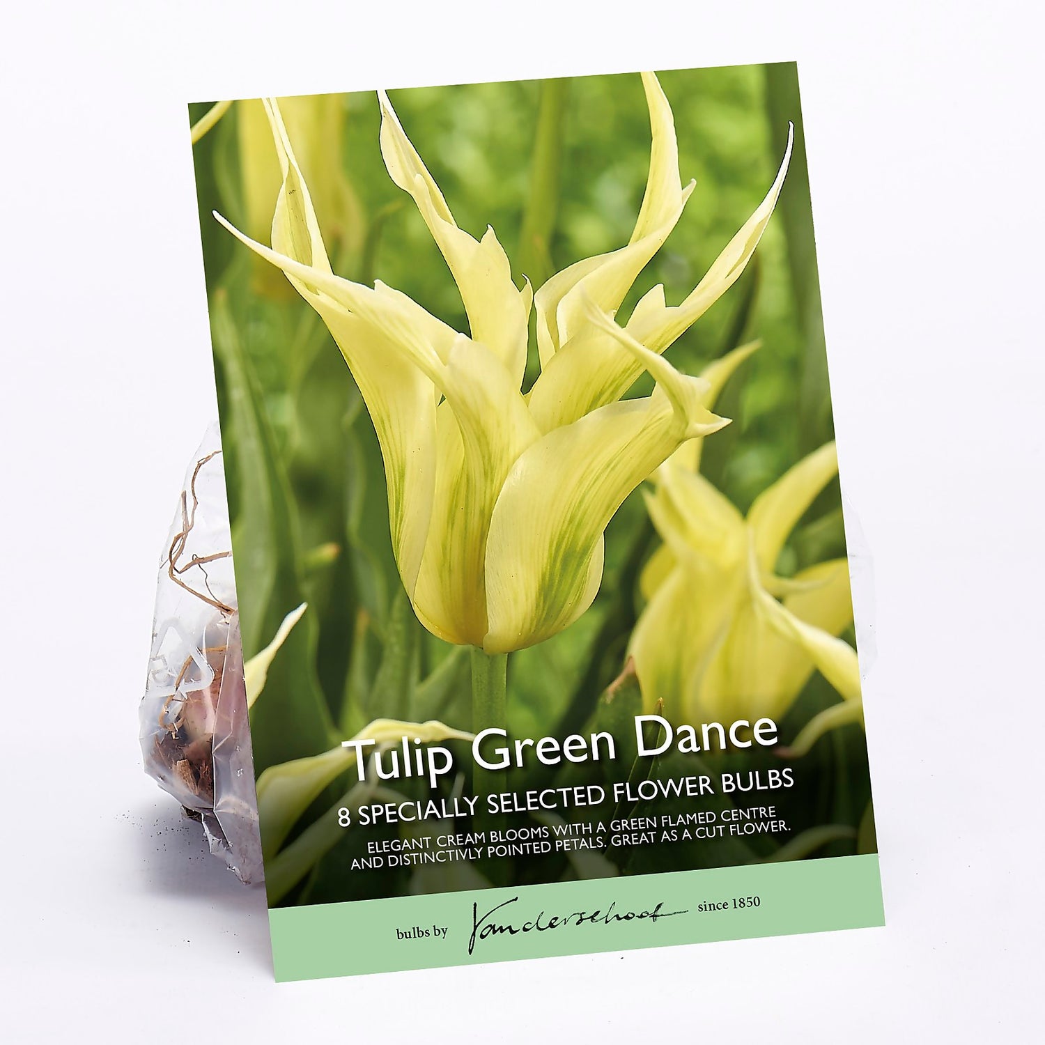 Tulip Green Dance Homebase