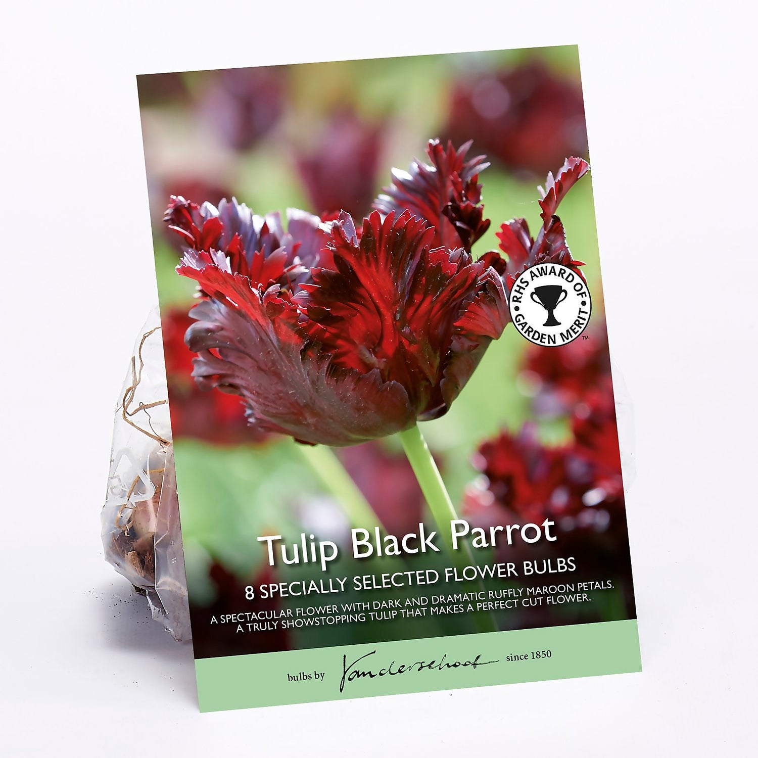 Tulip Black Parrot Homebase