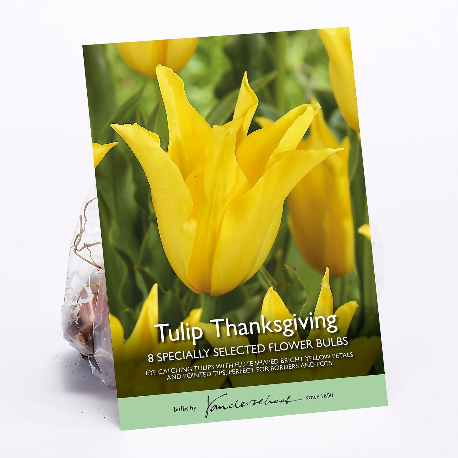 Tulip Thanksgiving Homebase