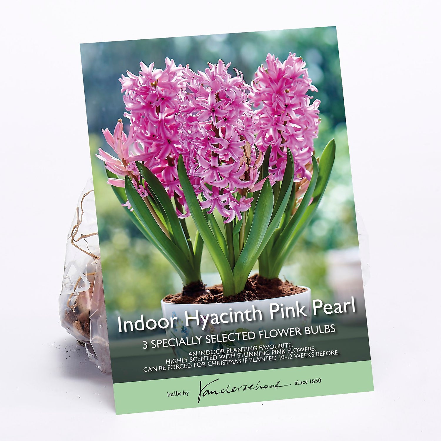 Indoor Hyacinth Pink Pearl Homebase