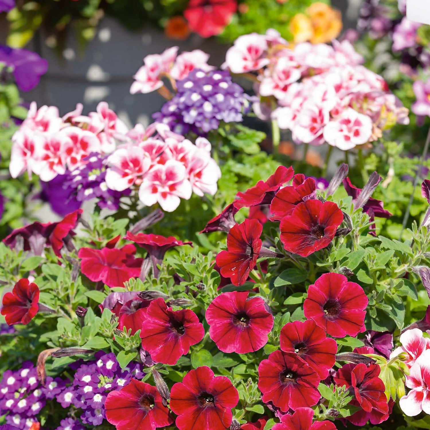 Mixed Summer pot Bedding 12cm Homebase