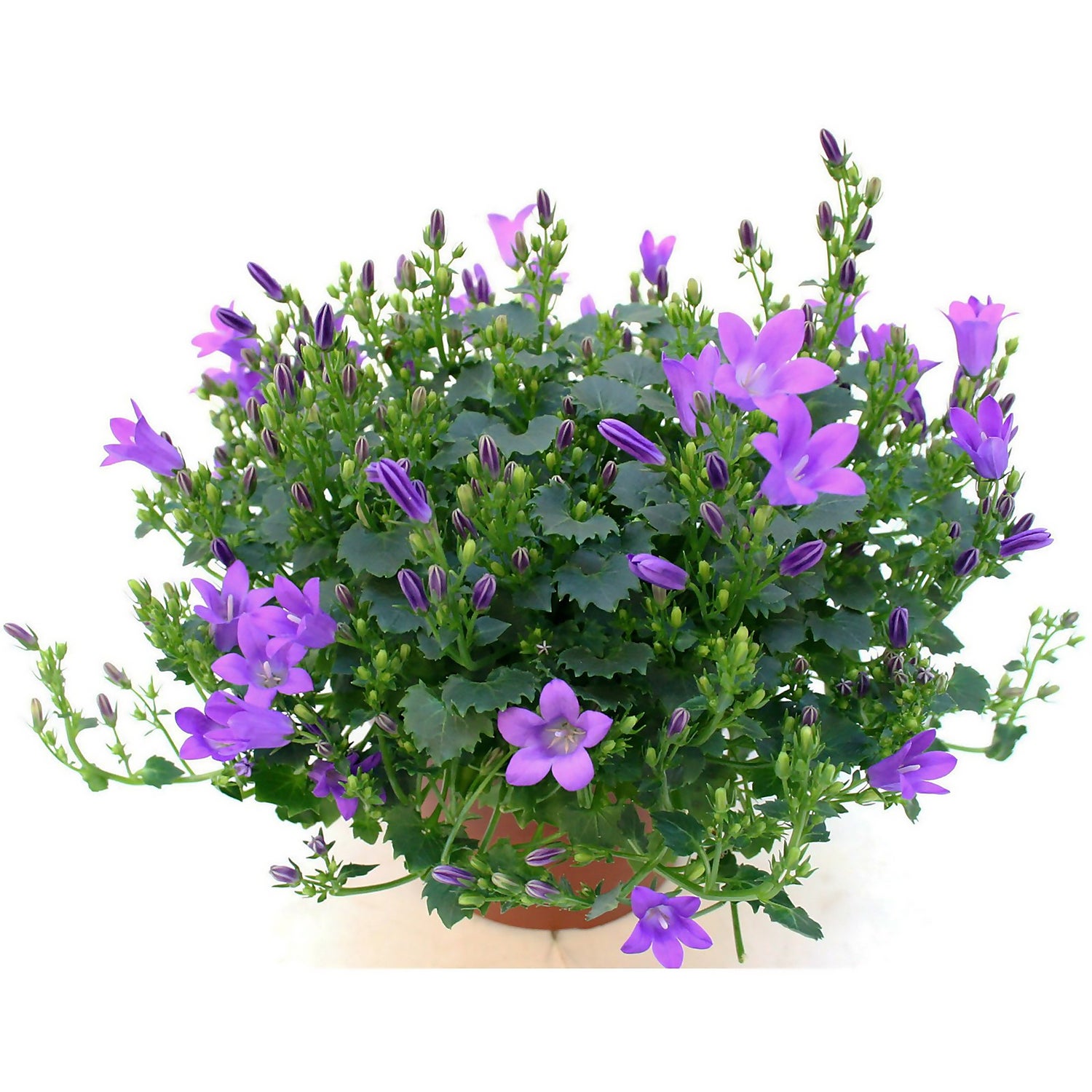Campanula (Blue Get Mee) Houseplant 10.5cm Homebase
