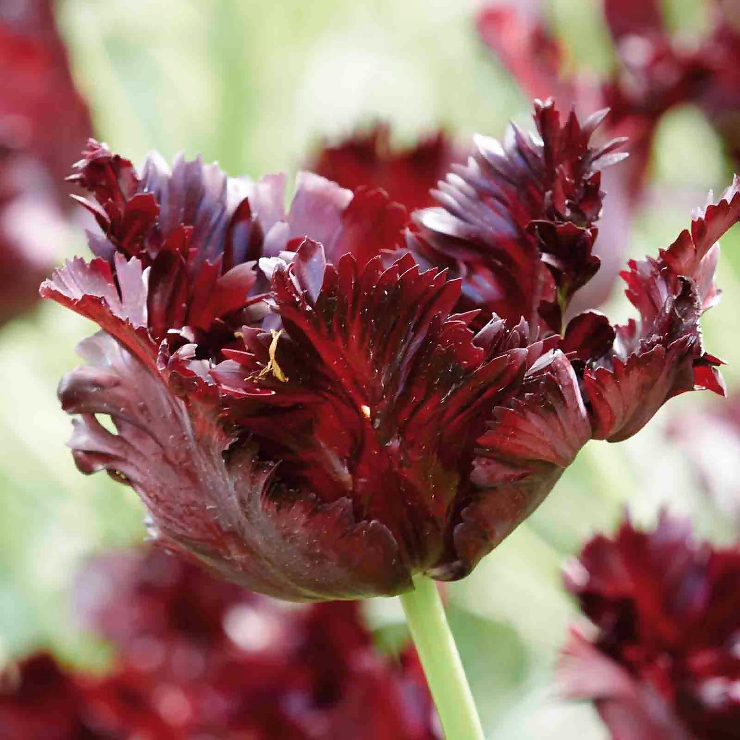Parrot Tulip Flowerbulb Mix Homebase