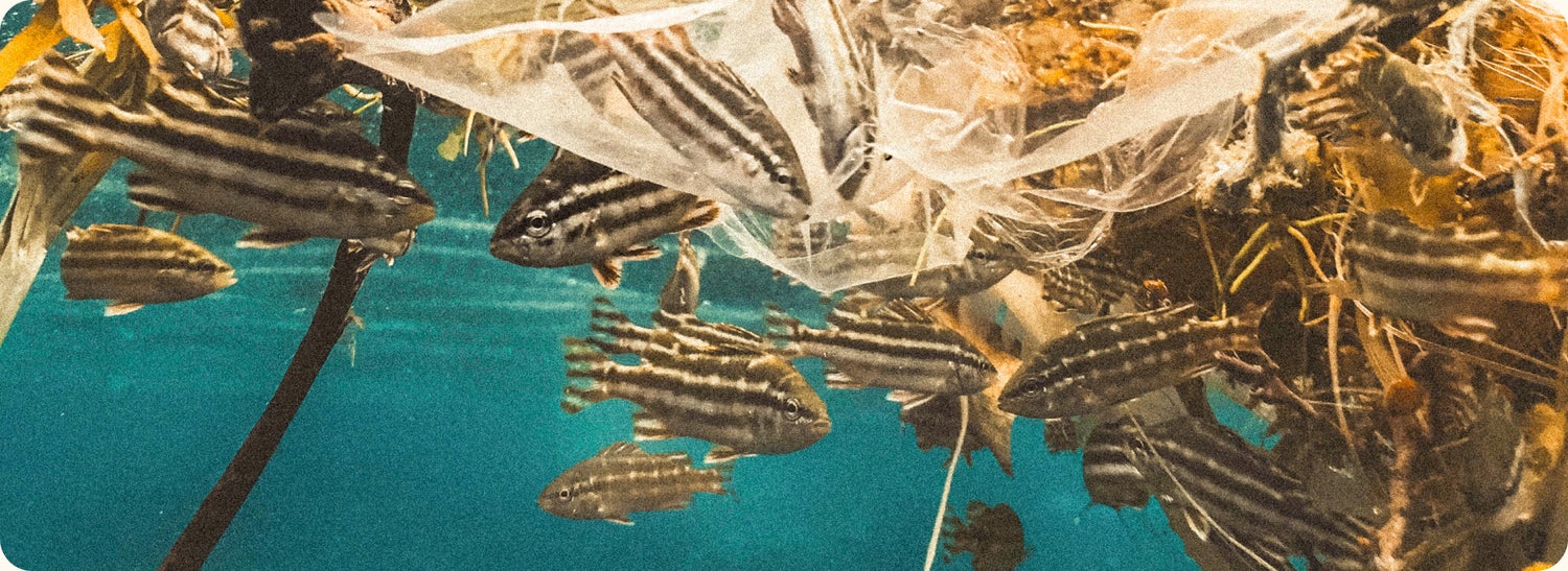 photo of plastic in the ocean