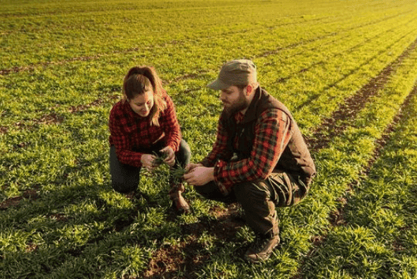 Bauer und Bäuerin untersuchen ihre Pflanzen in ihrem Feld.