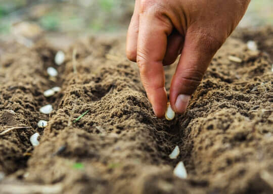 Eine Hand pflanzt Samen in die Erde.