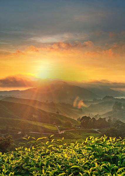 Una vista dei campi di tè sulle montagne durante un tramonto estivo.