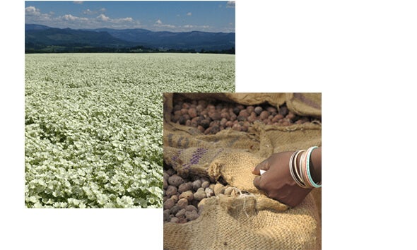 Image of a field full of flowers and a sack full of cocoa beans